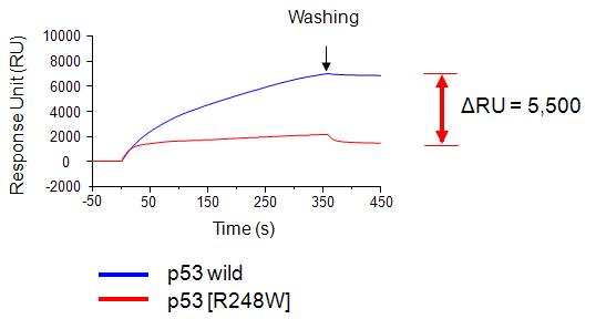 p53 단백질 dsTBS 결합 SPR 분석