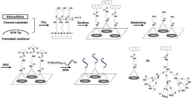 덴드론의 도입을 통해 공간이 조절된 AFM 팁과 실리콘 기질에 DNA의 고정화 과정.