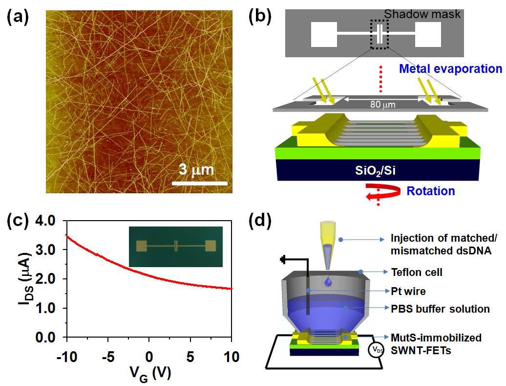 비특이결합 DNA 검지를 위한 탄소나노튜브, 탄소나노튜브 트랜지스터 소자 및 전기적 측정을 위한 장치 모식도