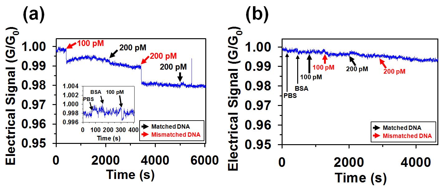 (a) MutS 단백질이 고정화 된 탄소나노튜브 트랜지스터 소자를 이용한 mismatch DNA 센싱 결과. (b) MutS 단백질이 고정화되지 않은 트랜지스터 소자의 결과.