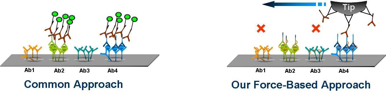 흔히 쓰는 sandwich ELISA (좌) 와 본 실험의 force-based AFM 접근방식 (우)의 모형도.