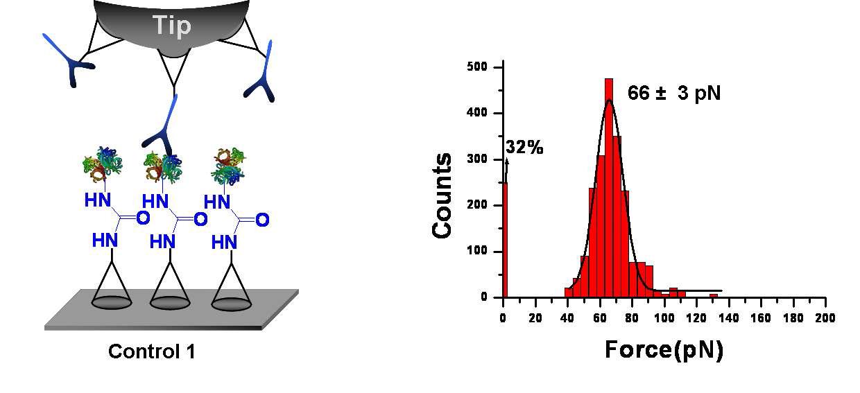 Streptavidin과 그의 항체 S8C12 간의 상호작용.(좌) 힘 측정 모식도, (우) 측정 histogram