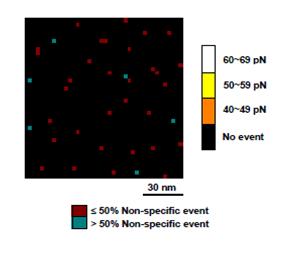 Detection Ab 5A6(0.01 mg/mL)로 blocking 처리 후의 AFM 힘 측정 adhesion map.