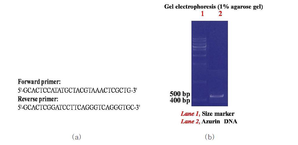 분자 유전자 조작에 이용된 (a) primer 서열, (b) PCR 결과