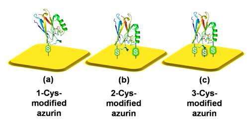 금 (Au) 기판 위에 -SH결합을 이용하여 직접 고정화된 단백질 모형도(a) 시스테인 잔기 1개 도입. (b) 시스테인 잔기 2개 도입. (c) 시스테인 잔기 3개
