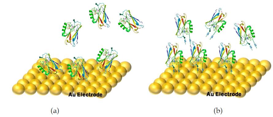 금 (Au) 기판 위에 (a) random하게 고정화된 단백질과 (b) -SH결합을 이용하여 직접 고정화된 단백질 모형도