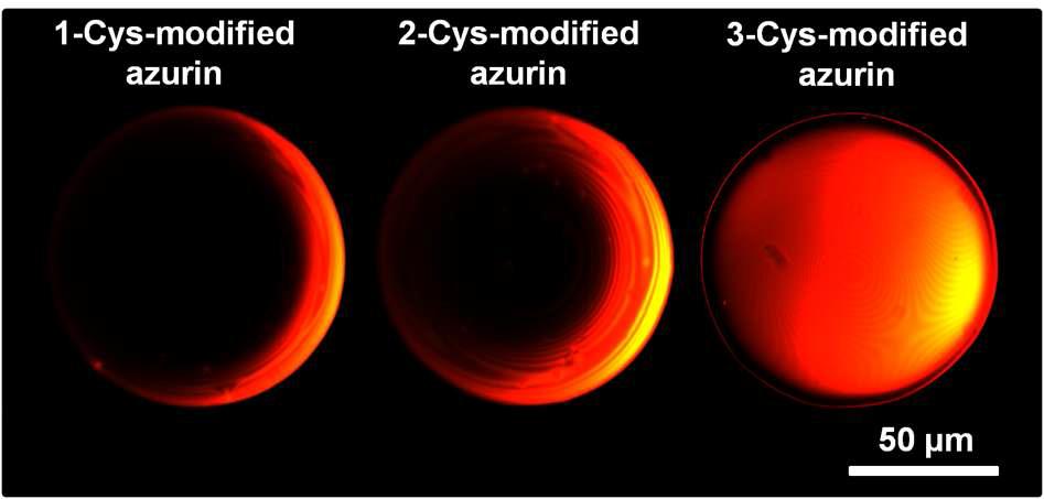 Cys 잔기가 1, 1,2 1,2,3 치환된 산화·환원 단백질인 아주린의 형광 현미경 측정 결과