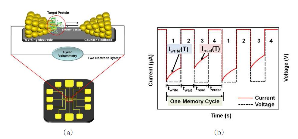 (a) 나노 패턴 상에 재조합 생체 물질이 고정화된 바이오 전자 소자 플랫폼 모식도 (b) 바이오 전자 소자 플랫폼 상에서의 메모리 구동을 위한 메카니즘