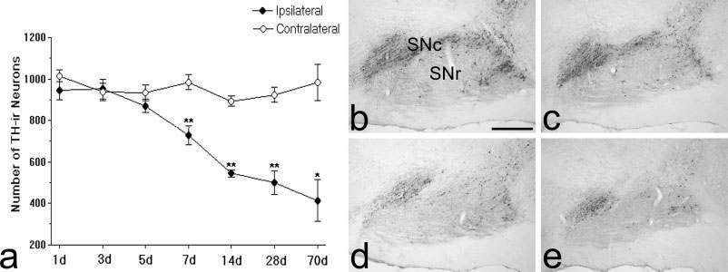 Changes in the number of tyrosine hydroxylase-immunoreactive neurons of the substantia nigra following unilateral transection of the medial forebrain bundle. Single asterisk denotes P< 0.005, double asterisks P< 0.001.