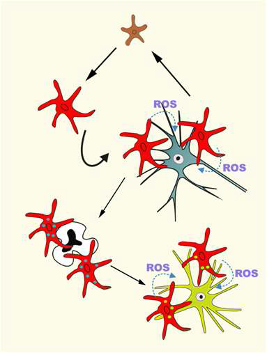 가설. 특정 요인에 의해 활성화된 미세아교세포는 강하게 ROS를 내어 주변의 bystander neuron도 공격할 수 있다.