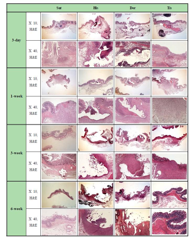 Histopathologic features. Period wound healing process of each group.