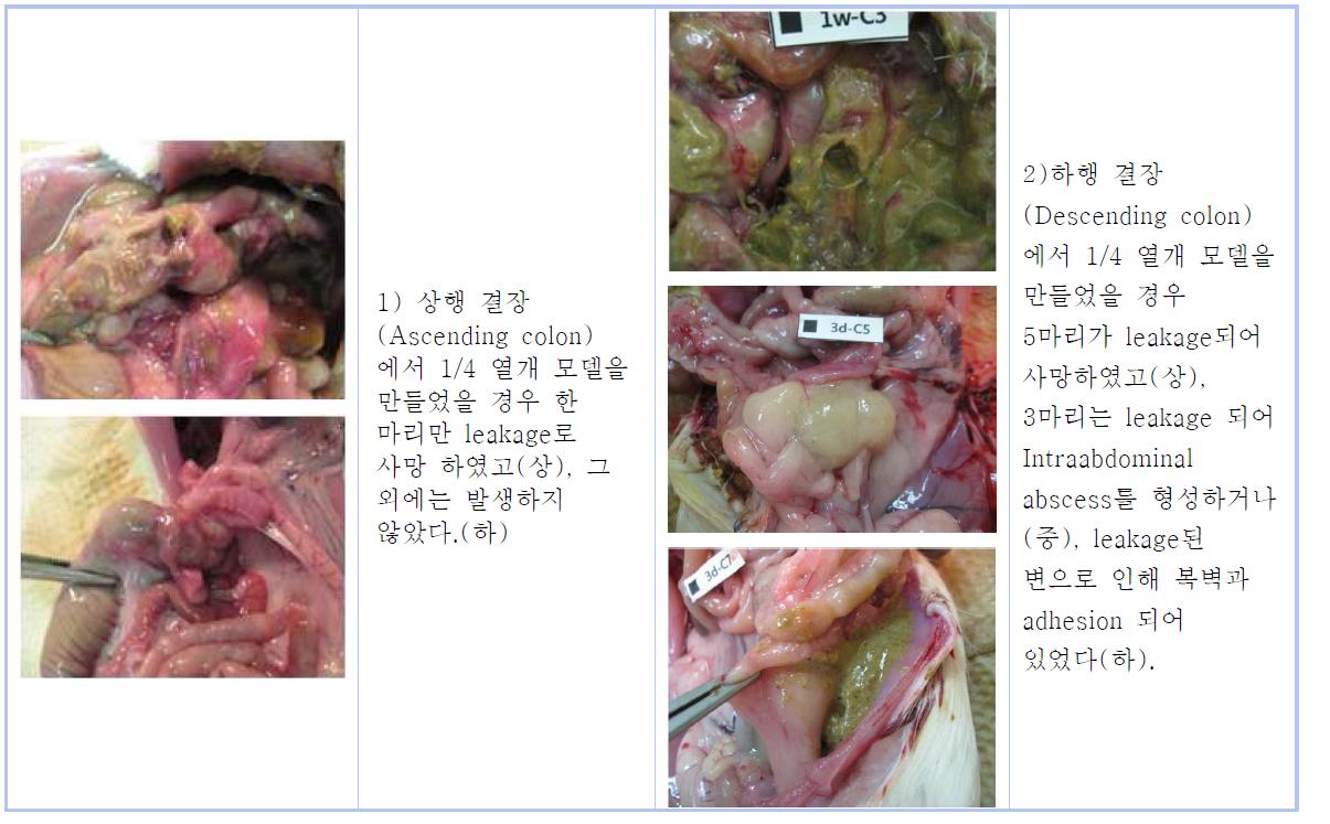 Comparison of risk anastomosis between ascending and descending colon in rat