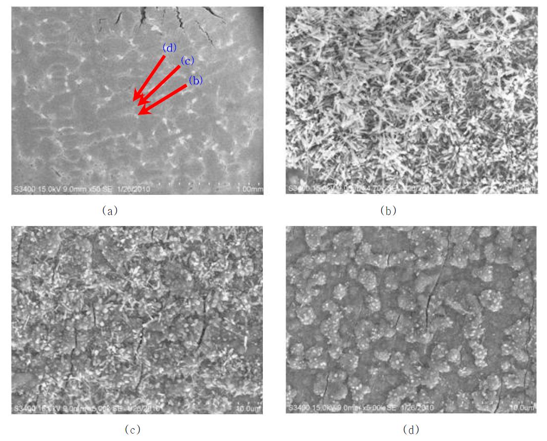 SP 크리프 시험 시편의 표면 SEM 사진, 실험 #9(Transverse, t=0.5mm, 760℃, 659N)