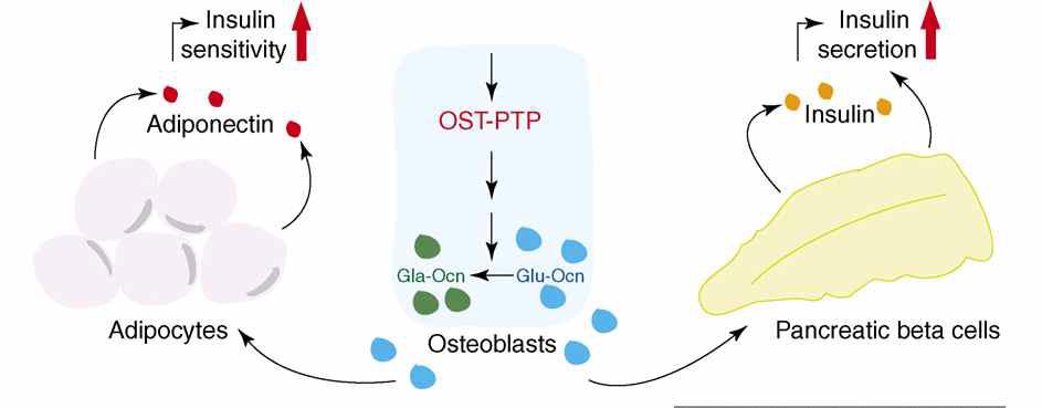 Pdf Structural Role Of Osteocalcin And Its Modification In Bone