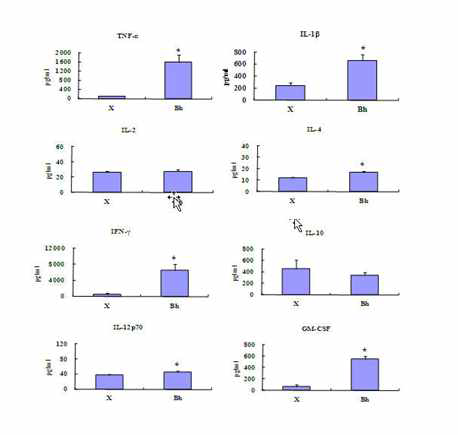 The influence on cytokine production in PBMCs isolated from human after in vitro stimulation of B. henselae. (X: unstimulated well, Bh: B. henselae-stimulated PBMCs)