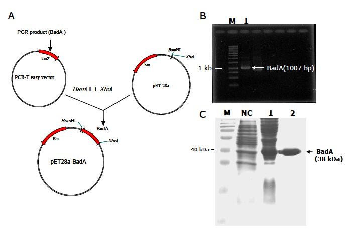 Construct of BadA-pET28a expression vector and purification of recombinant BadA protein. M: size marker, NC: Negative control(E. coli strain BL21/DE3)