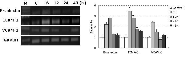 RT-PCR analysis of proinflammatory response-related adhesion molecules (E-selectin, ICAM-1 and VCAM-1) in HUVECs treated with BadA protein for 6, 12, 24 and 48h. The density of each band in each lane was quantitated by scanning densitometry and then expressed as mean + SD. Data are expressed as ratios of E-selectin, ICAM-1 and VCAM-1 mRNA normalized to GAPDH mRNA.