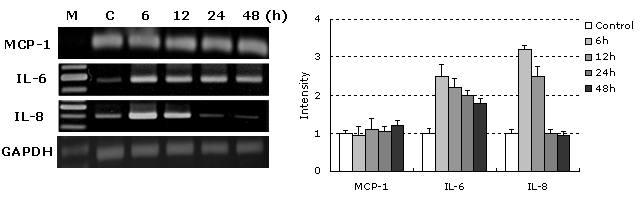 RT-PCR analysis of proinflammatory response-related cytokines (MCP-1, IL-6 and IL-8) in HUVECs treated with BadA protein for 6, 12, 24 and 48h. The density of each band in each lane was quantitated by scanning densitometry and then expressed as mean + SD. Data are expressed as ratios of MCP-1, IL-6 and IL-8 mRNA normalized to GAPDH mRNA.