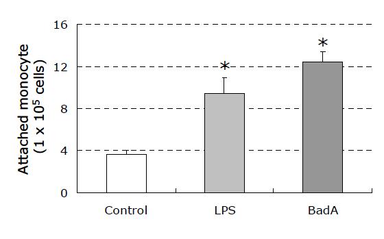 Adhesion assay of HUVECs to U937 monocytes after treatment BadA protein for a day. Data are expressed as mean + SD. *p<0.001 compared with the corresponding control value, as determined by student t-test.