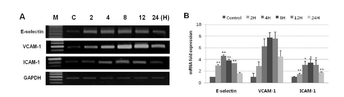 Comparative RT-PCR analysis of pro-inflammatory response-related adhesion molecules (E-selectin, VCAM-1 and ICAM-1) in HUVECs infected B. henselae. A) RT-PCR products of human E-selectin, VCAM-1 and ICAM-1 from after 2, 4, 8, 12 and 24h incubation in HUVECs infected B. henselae. B)The amounts of E-selectin, VCAM-1 and ICAM-1 mRNA quantities were analyzed in triplicate, normalized against GAPDH as acontrol gene. Values were expressed as a relative mRNA expression. Data are shown as mean +SD. *P<0.05 and **P <0.01 compared with the corresponding control value as determined by Student’s t-test.