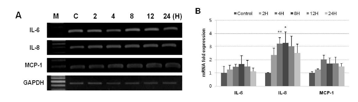 Comparative RT-PCR analysis of pro-inflammatory response-related cytokines (IL-6, IL-8 and MCP-1) in HUVECs infected B. henselae. A) RT-PCR products of human IL-6, IL-8 and MCP-1 from after 2, 4, 8, 12 and 24h incubation in HUVECs infected B. henselae. B) The amounts of IL-6, IL-8 and MCP-1 mRNA quantities were analyzed in triplicate, normalized against GAPDH as a control gene. Values were expressed as a relative mRNA expression. Data are shown as mean +SD. *P <0.05 and **P <0.01 compared with the corresponding control value as determined by Student’s t-test.