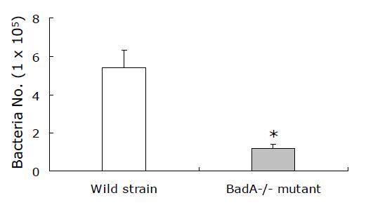 Adherence of BadA-/- mutant to HUVECs. The number of bacteria adherent to HUVECs was determined by counting. Data are expressed as the mean +SD. * P < 0.01 compared with the corresponding control value as determined by Student’s t-test.