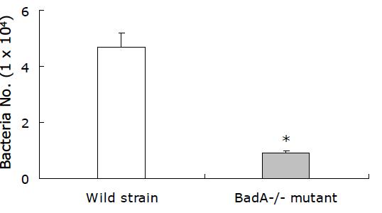 Invasion assay of BadA-/- mutant to HUVECs. The number of bacteria inserted into HUVECs was determined by counting. Data are expressed as the mean +SD. * P < 0.01 compared with the corresponding control value as determined by Student’s t-test.
