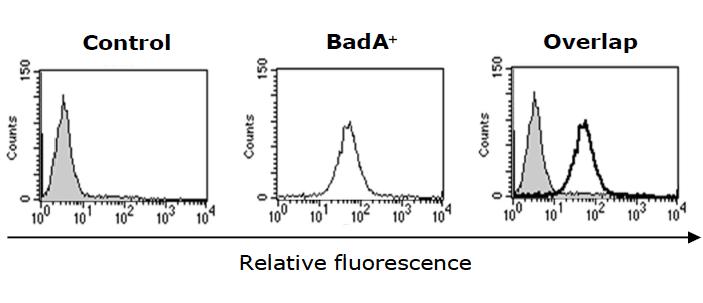 FACS analysis of HUVECs adherent BadA protein. HUVECs adherent BadA were analyzed by FACS with rat anti-BadA polyclonal antibody.