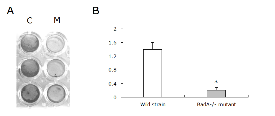 Biofilm formation assay of BadA-/- mutant on polystyrene surface. (A) Biofilms stained with gentian violet 0.1% for 30 min. (B) The gentian violet-stained biofilms were solubilised with ethanol 95% for 5 min, and biofilm cell- associated dye was measured at OD570 using an ELISA reader. Data are expressed as the mean +SD. * P < 0.01 compared with the corresponding control value as determined by Student’s t-test. C: wild strain B. henselae , M: BadA-/- mutant.