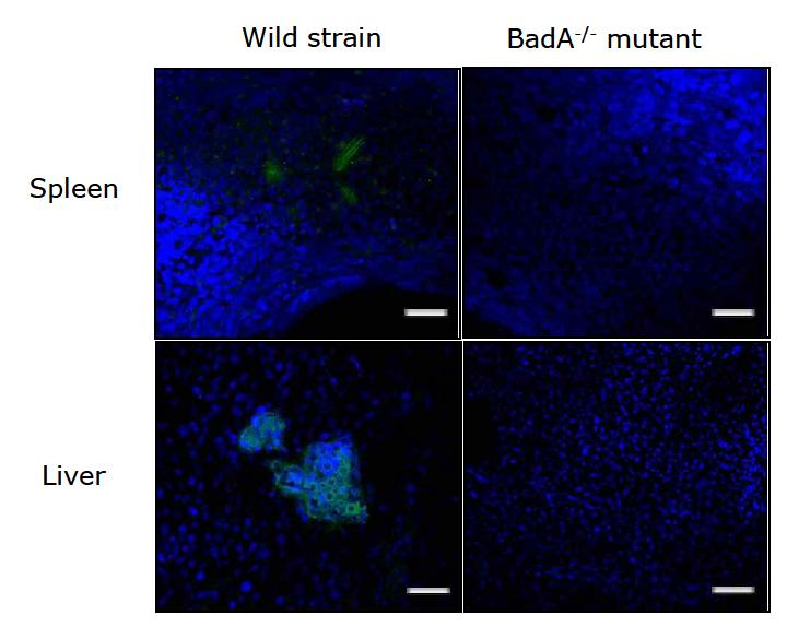 In vivo imaging of wild strain B. henselae or BadA-/- mutant colonization in mouse spleen and liver. Spleen and liver sections were observed after green flourescent labeling B. henselae or BadA-/- mutant infection by intraperitoneal for 2 weeks with confocal fluorescent microscopy. Nucleus of tissue cells were counterstained with Hochest 33422 (blue) and the bacteria (green) were fluorescence stained. Scale bars indicate 10 um in figures (x400).