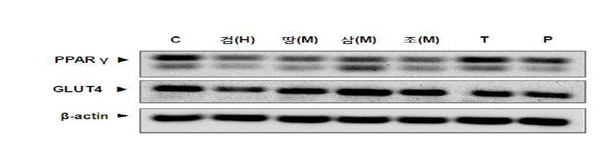 Effect of 검나무싸리, 땅비수리, 삼색싸리, 조록싸리(100 μg/ml), pinitol (0.5 mM), and troglitazone (5 μM) on PPARr and GLUT4 expressions in 3T3-L1 adipocytes.