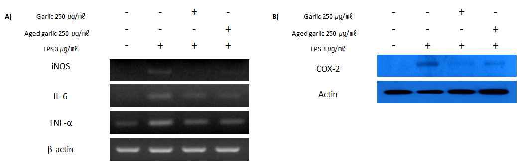 Effect of garlic on expression of LPS-induced iNOS.