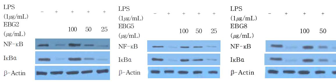 Effect of EBG 2, 5, 8 on the NF-κB and IκB expression in LPS-stimulated RAW 264.7 cells