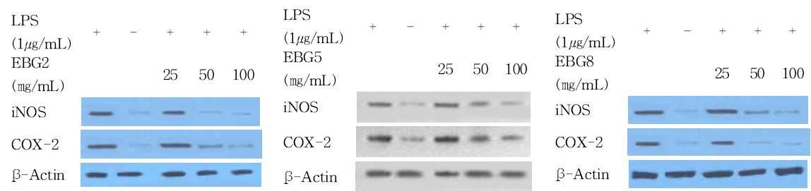 Effect of EBG 2, 5, 8 on the iNOS and COX-2 expression in LPS-stimulated RAW 264.7 cells