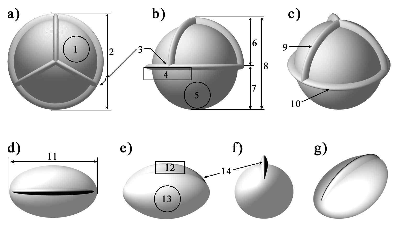 Representative structures and characters of heterospore in Isoetes L. (refer to Jung et al., 2009). Megaspore (a-c): a, proximal-; b, lateral-; c, perspective view. Microspore (d-g): d, proximal-; e, lateral (major axis side); f, lateral (minor axis side); g, perspective view. Characters of megaspore (1-10): 1, ornamentation of proximal hemisphere; 2, diameter; 3, attachment region of radial and equatorial ridge; 4, ornamentation around equatorial ridge at distal hemisphere; 5, ornamentation of distal hemisphere; 6, proximal-; 7, distal hemisphere; 8, height; 9, radial-; 10, equatorial ridge. Characters of microspore (11-14): 11, length; 12, ornamentation of line of attachment; 13, surface; 14, line of attachment.