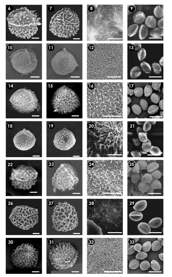 SEM micrographs of megaspores and microspores of Isoetes L. in South Korea and adjacent regions (Taiwan, Japan and China). 6-9, I. coreana; 10-13, I. jejuensis; 14-17, I. hallasanensis. 18-21, I. taiwanensis; 22-25, I. sinensis; 26-29, I. japonica; 30-33, I. asiatica. 6, 10, 14, 18, 22, 26, and 30, lateral view of megaspores (Scale bars = 100㎛). 7, 11, 15, 19, 23, 27, and 31, distal view of megaspores (Scale bars = 100㎛). 8, 12, 16, 20, 24, 28, and 32, ultra-structure of megaspore surface (Scale bars = 10㎛). 9, 13, 17, 21, 25, 29, and 34, overview of microspore (Scale bars = 30㎛) (Jung et al., 2009).