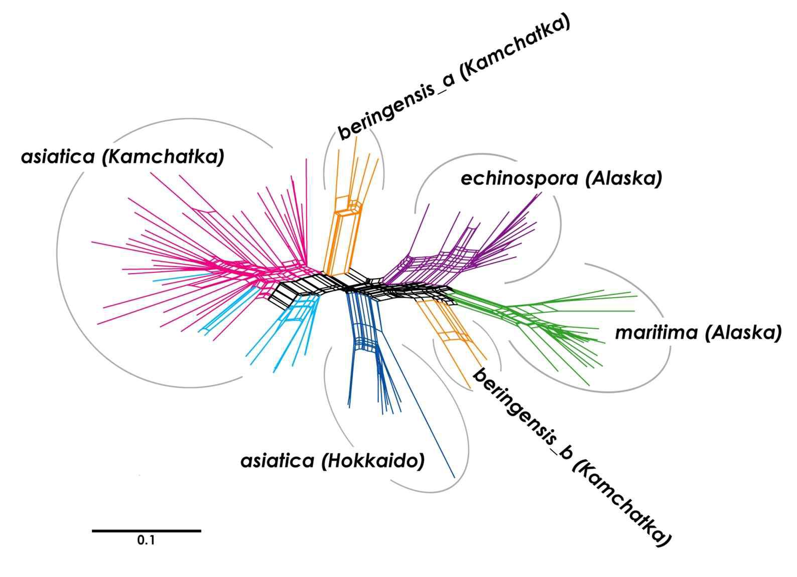 Neighbor-joining dendrogram of 96 individuals from five Isoetes species in Hokkaido, Kamchatka, and Alaska region based on 308 polymorphic AFLP markers generated using SplitsTree program. Individuals of Isoetes from unique clusters according to their region and group based on taxonomy.