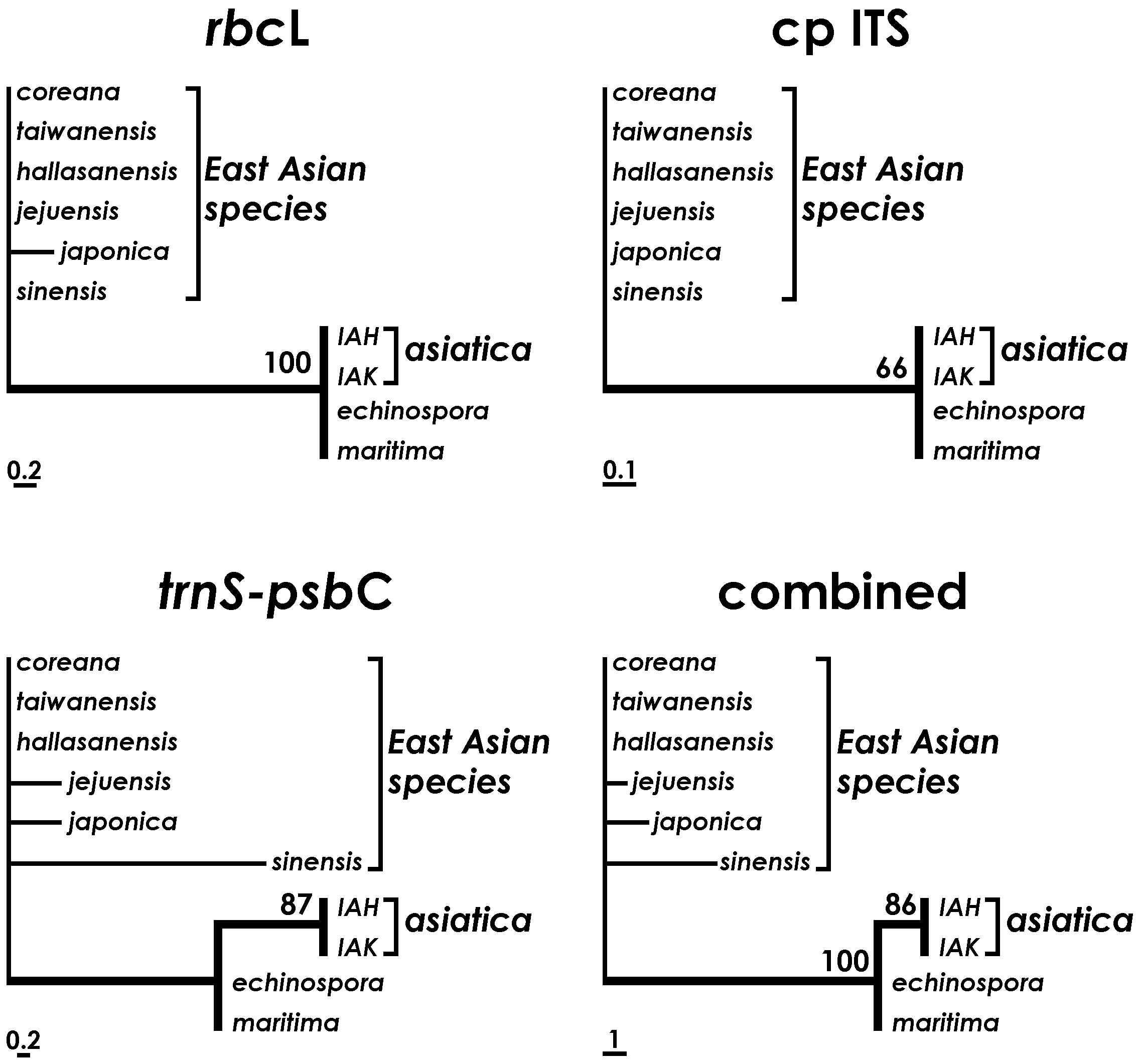 The single most parsimonious tree derived from the rbcL, cpITS, and trnS-psbC spacer region, and the combined three regions of data for chloroplast DNA. Numbers above the branches are bootstrap values (≥ 60%). Branch lengths are proportional to number of substitutions (Kim et al., 2009).