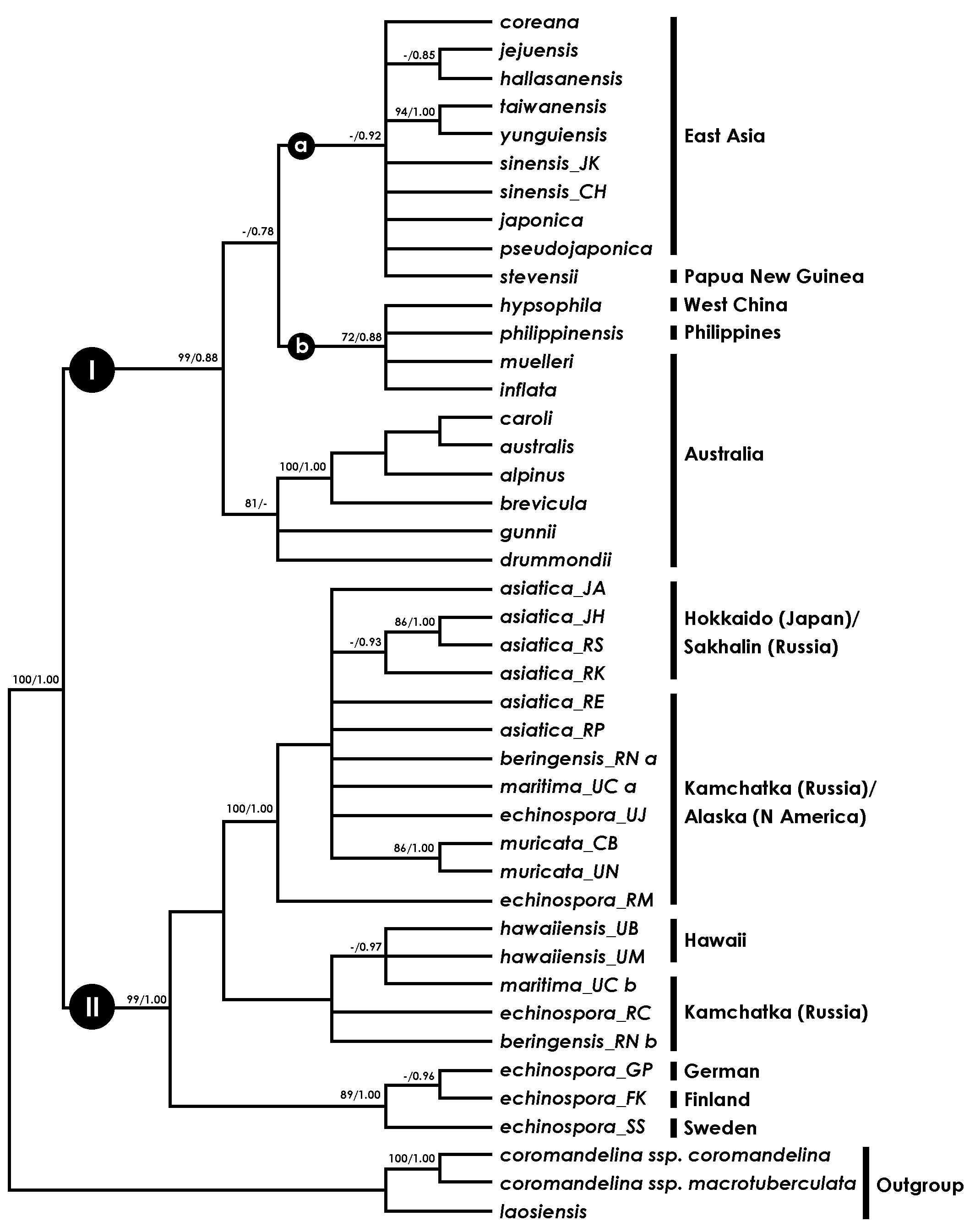 Strict consensus tree of 184 most parsimonious tree (tree length = 318, CI = 0.882, RI = 0.968) from parsimony analysis of nrITS sequence data. Numbers above the branches indicate support values [maximum parsimony bootstrap(BP)/Bayesian posterior probability (PP)]; a dash (-) indicates that node did not receive >70% BP by MP analysis. The geographic origin of Isoetes specimens is indicated with country codes (JK, Japan, Kyushu; CH, China, Hubei Province; JA, Japan, Aomori Prefecture; JH, Japan, Hokkaido; RS, Russia, Sakhalin; RK, Russia, Kurile; RE, Russia, Kamchatka, Elizovsky; RP, Russia, Kamchatka Paratunka; RN, Russia, Kamchatka, Narichevo; UC, USA, Alaska, Cohoe lake; UJ, USA, Alaska, Jewel lake; CB, Canada, British Columbia; UN, USA, New Hampshire; RM, Russia, Magadan; UB, USA, Hawaii, Big Island; UM, USA, Hawaii, West Maui; RC, Russia, Kamchatka, Commander Island; GP, German, West Prussia; FK, Finland, Kuusamo; SS, Sweden, Smaland.