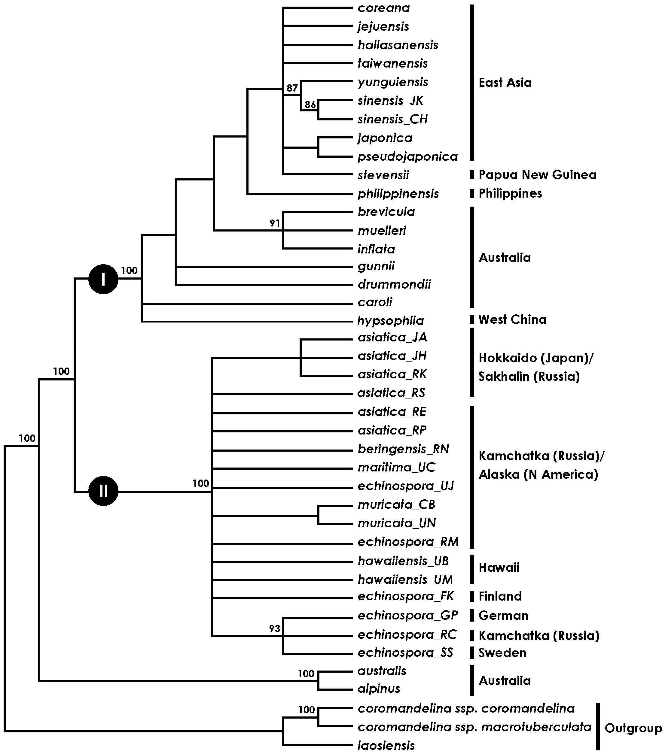 Strict consensus tree of 26 most parsimonious tree (tree length = 147, CI = 0.857, RI = 0.965) from parsimony analysis of combined three chloroplast DNA sequence data. Numbers above the branches indicate support values (>70% BP) by MP analysis. See the legend of Fig. 35 for the geographic origin of Isoetes specimens