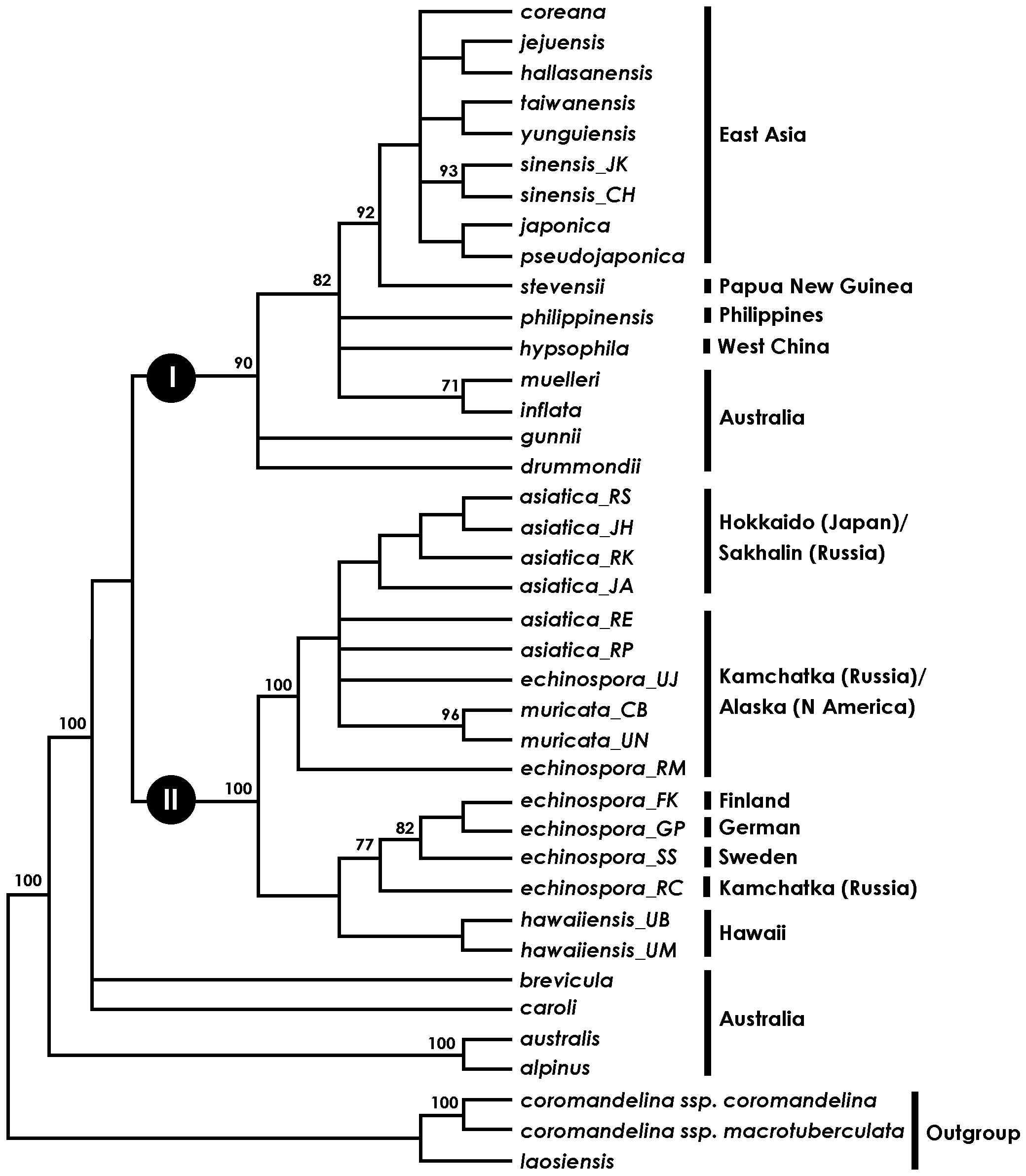 Strict consensus tree of 30 most parsimonious tree (tree length = 488, CI = 0.817, RI = 0.944) from parsimony analysis of combined three chloroplast DNA sequence data. Numbers above the branches indicate support values (>70% BP) by MP analysis. See the legend of Fig. 35 for the geographic origin of Isoetes specimens