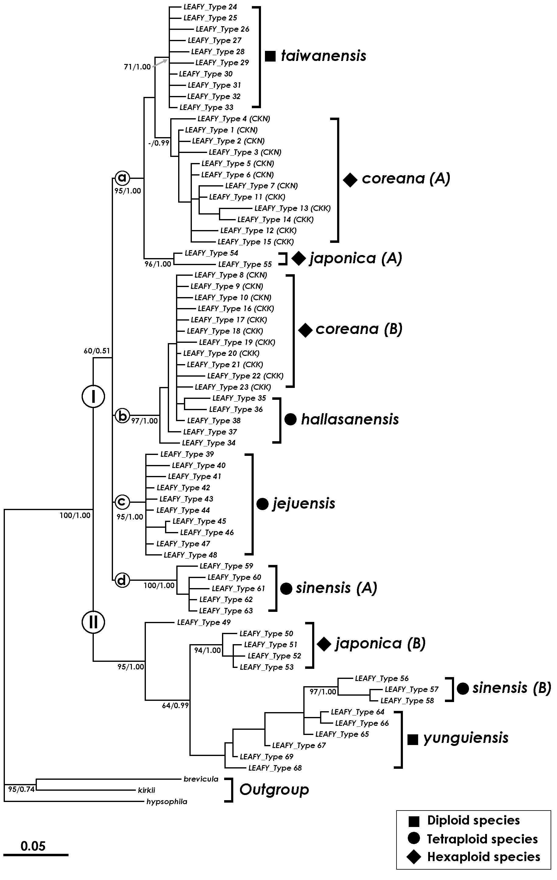 Phylogram resulting from Bayesian analysis of LEAFY sequences data of 72 LEAFY types from 10 Isoetes species in East Asia and Australia. Numbers above nodes indicate support values (maximum parsimony bootstrap/Bayesian posterior probability); - indicates that a node was not retrieved with bootstrap value greater than 50% by MP analysis (from Kim et al., 2010b)