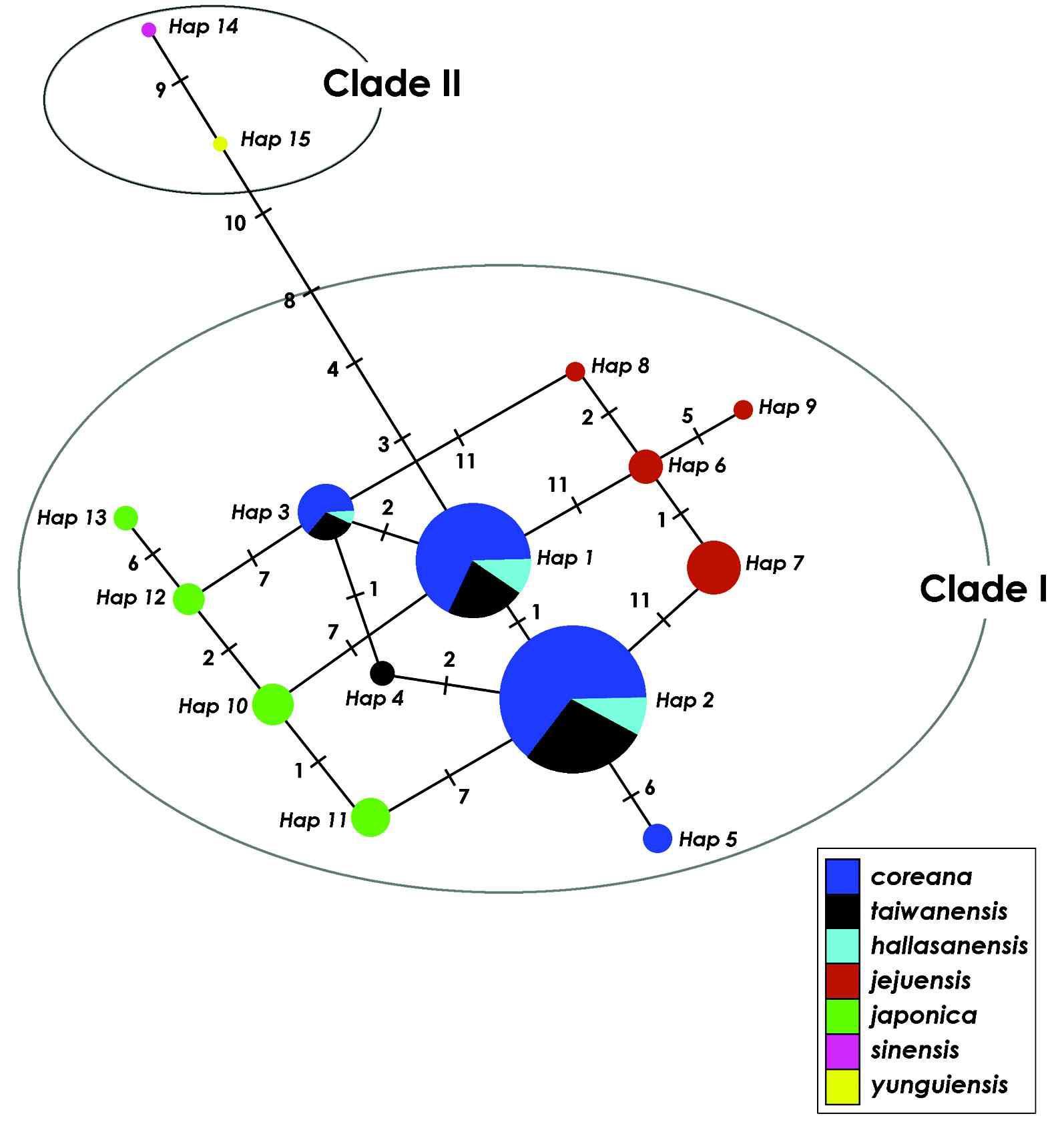 Minimum spanning network of 15 chloroplast DNA found in seven Isoetes from East Asia. Symbols for the species are provided in the artwork (Kim et al., 2010b).