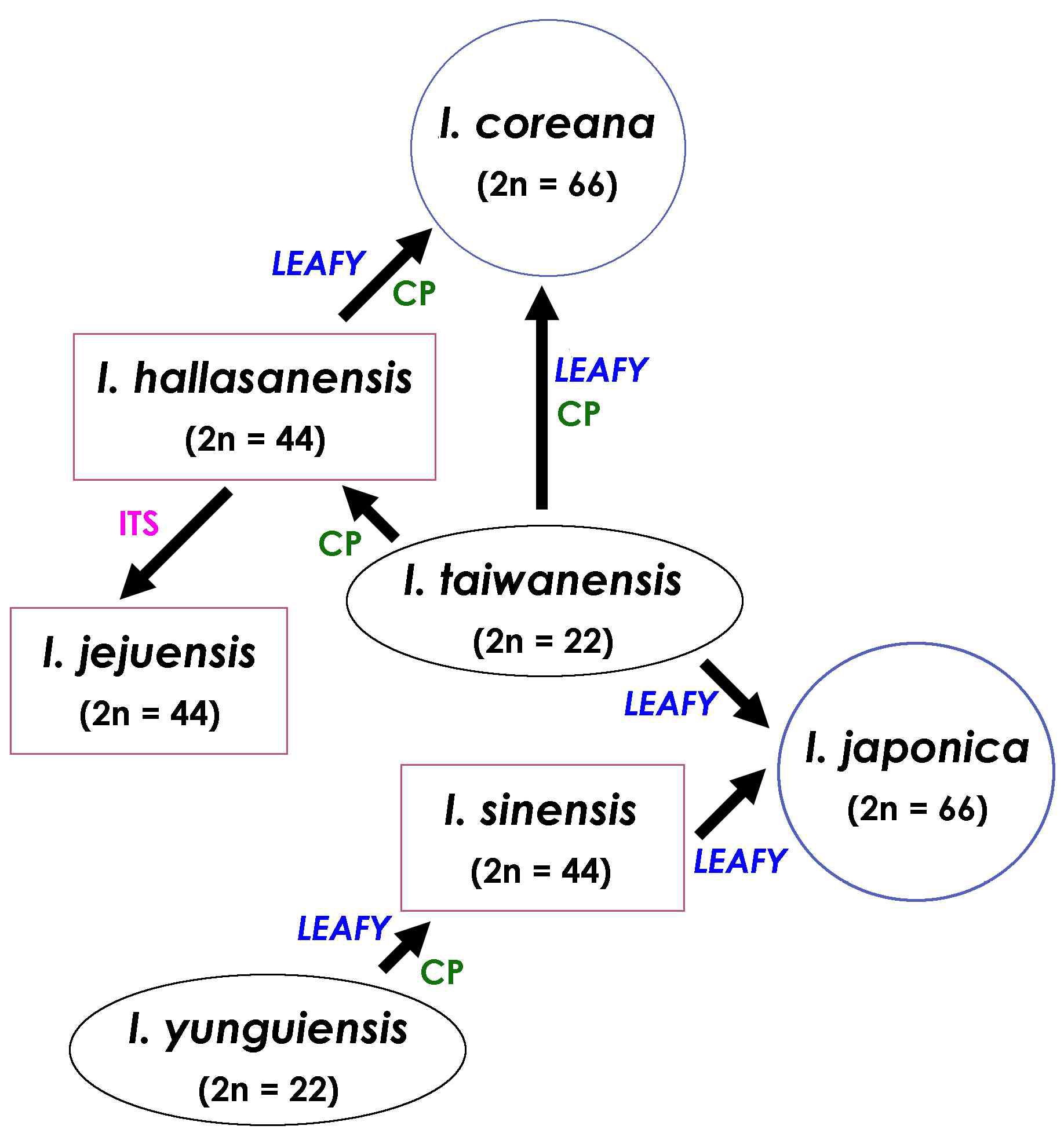 Hypothetical phylogeny of seven Isoetes species from East Asia involving autopolyploid and allopolyploid speciation based on the phylogenetic analyses of nuclear and chloroplast DNA. The hypothetical relationships presented in this study represent autotetraploid origin for I. hallasanensis and allohexaploid origin for I. coreana and I. japonica. (Kim et al., 2010b)