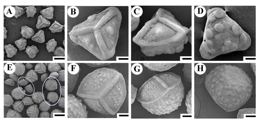 Spore morphology of I. laosiensis C. Kim  AJOU]). A, Overview. B, Proximal view. C, Lateral view. D, Distal view. E-H, Megaspores of I. coromandelina (India. Rajasthan, Sept 29 1995, C.D.K. Cook 5327 [K]). E, Overview (S, small size; L, large size). F, Proximal view. G, Lateral view. H, Distal view. Scale bars: A and E = 500 μm; B-D and F-H = 100 μm (Kim et al., 2010).