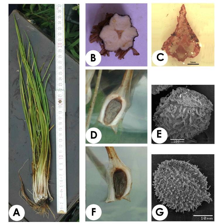 Habit of Isoetes coreana Chung et Choi (25 Aug. 2007 in Kangjin, Jellanam-do, South Korea). A, adult plant; B, comb lobes; C, ligule; D, megasporangium; E, megaspore; F, microsporangium; G, microsprore.