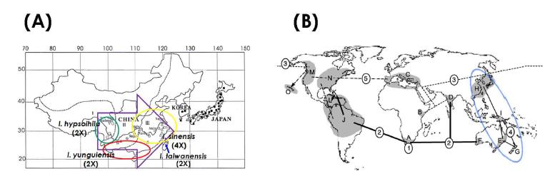 Dispersal pathway of Isoetes species in East Asia. (A) Dispersal direction of Isoetes in China is represented by a spatial distribution pattern from west to east in China (from Liu et al., 2004) (B) The East Asian and Australian Isoetes species formed clade and it is originated from Australian species (from Hoot et al., 2006).