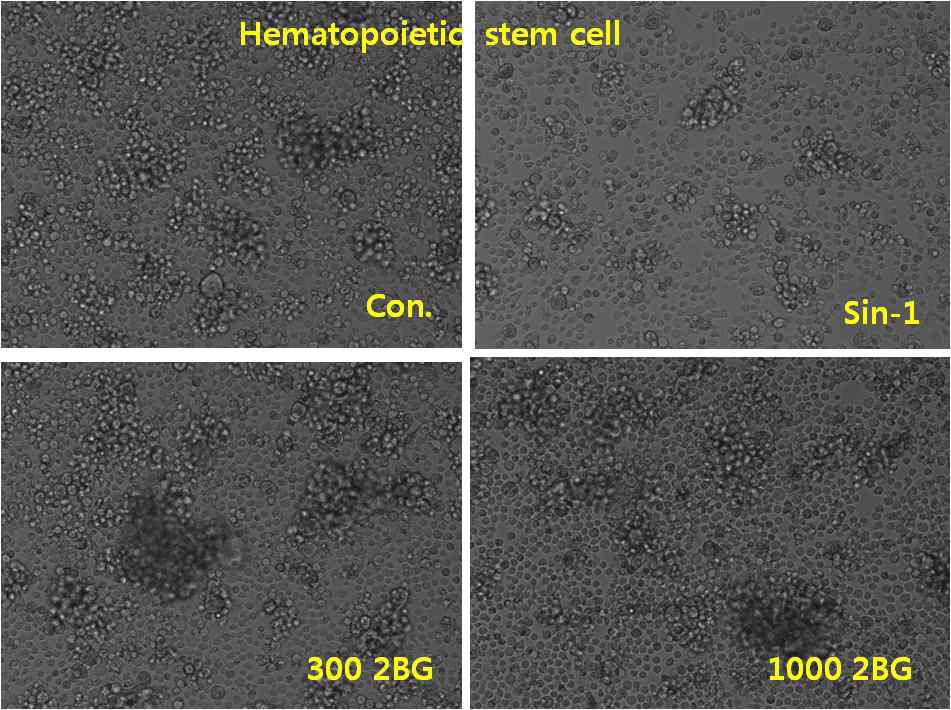 돼지조혈모세포의 배양시 Sin-1에 의한 세포사멸에서 2BG의 세포 생존율 증가비교