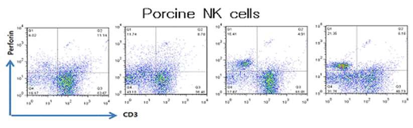 pHSC로부터 IL-7, IL-15, IL-21, SCF, FLT3L 및 HC (hydrocortisone)의 농도 의존적 처리에 의한 perforin+CD3- NK 세포의 분화도. 각주령별 NK 세포는 1, 2, 3, 4 주후에 각각 3.13, 4.32, 14.13, 20.66%로 증가함을 보였다.