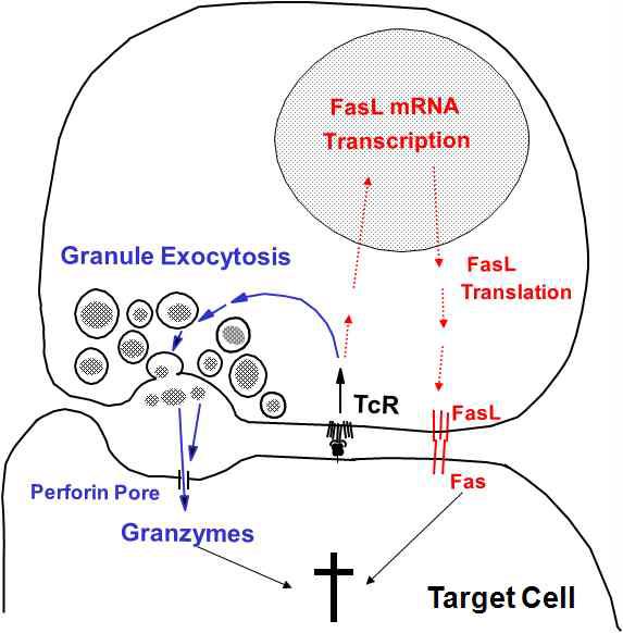 자연살해세포는 Perforin 및 Granzymes을 방출하여 표적세포(Target cell)를 파괴한다